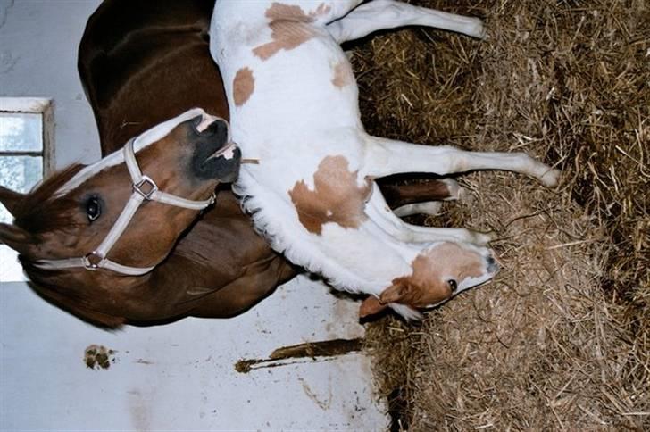 Pinto Araber Empire - Min smukke Emmi, med sit delige føl :´( Savner hende så meget.. billede 3