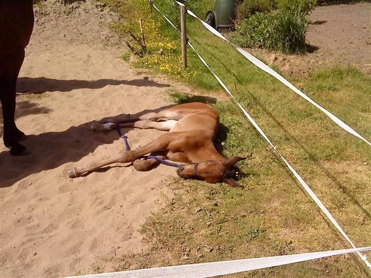 Dansk Varmblod Østergårdens Sabrina - Sabrina 2½ uge gammel :b billede 19