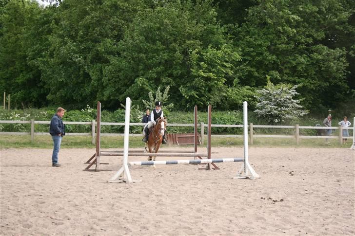 Welsh Pony af Cob-type (sec C) Bastiaan<3 - undervisning oppe ved Martin<3 billede 10