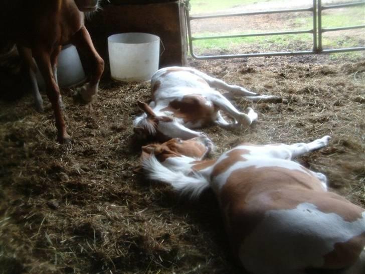 Pinto Araber Empire billede 4