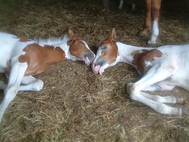 Pinto Araber Empire billede 5