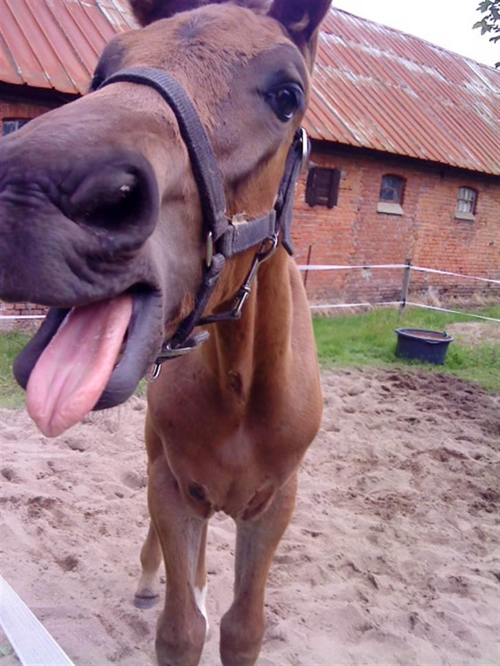 Dansk Varmblod Østergårdens Sabrina - 1 måned og 23 dage gammel :b billede 20