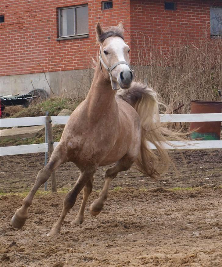 Arabisk fuldblod (OX) KI El Shaklero - 27.03.10 billede 8