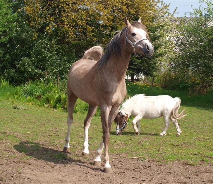 Arabisk fuldblod (OX) KI El Shaklero - 19.05.10 - Lidt et sjovt billede af ham.. billede 9