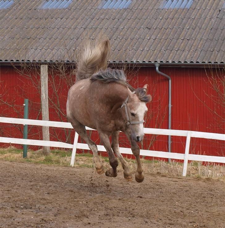 Arabisk fuldblod (OX) KI El Shaklero - 27.03.10 - Cleo i hulahop humør..;) billede 10