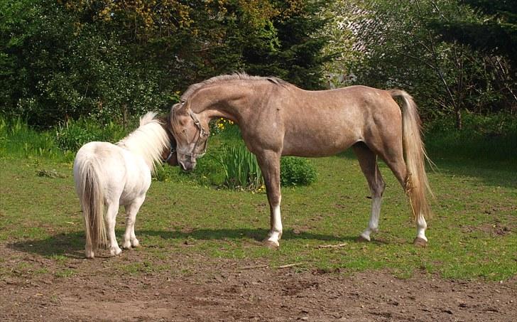 Arabisk fuldblod (OX) KI El Shaklero - Cleo sammen med sin nye legekammerat(taget den 19/5-10) billede 11