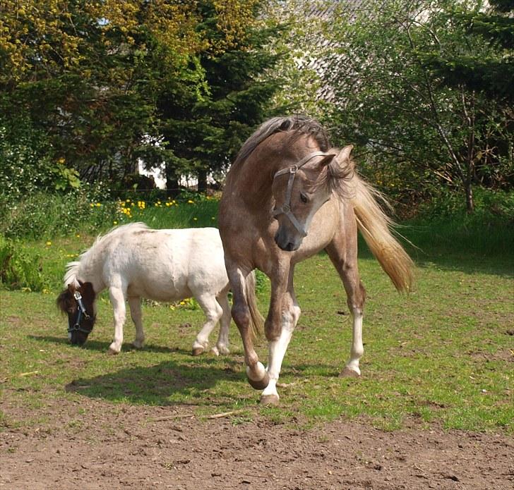 Arabisk fuldblod (OX) KI El Shaklero - 19/5-10 billede 12