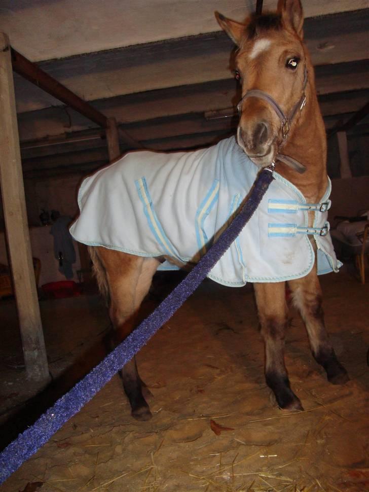 Anden særlig race Cazador DØD d.16.02.10 - Det nyeste billede af ham! Prøve drækken på ham den dag, for første gang. billede 11