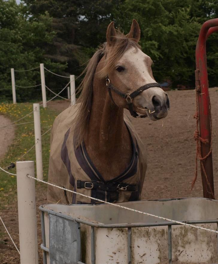 Arabisk fuldblod (OX) KI El Shaklero - Shaklero står og ser efter damerne(taget den 13/5-09) billede 13