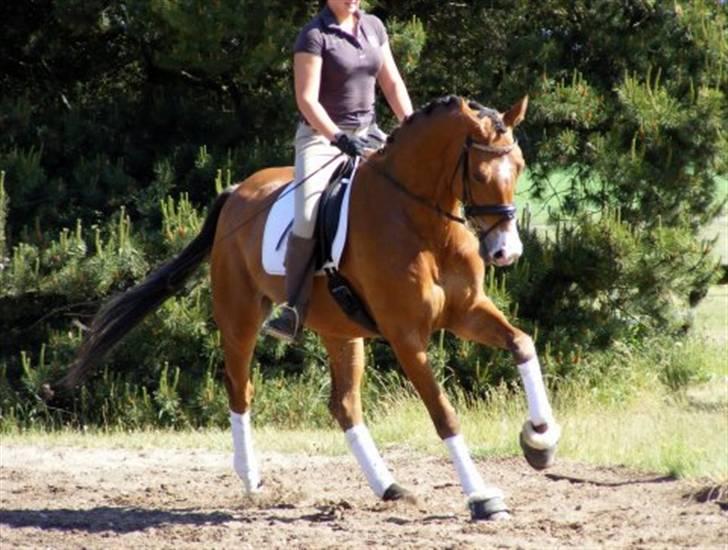 Anden særlig race Bækagers Louie - aflivet - Træning den 1 juni 2008 Fotograf Camilla Vestergård.  billede 11