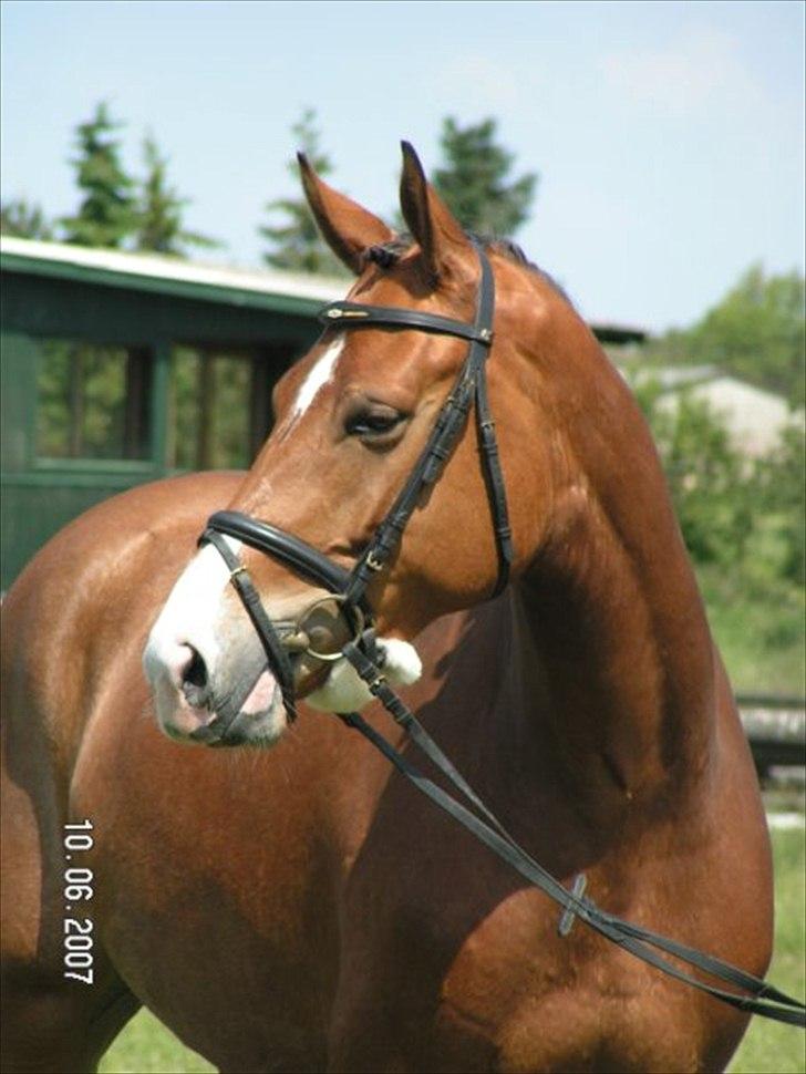 Anden særlig race Bækagers Louie - aflivet - 2007 billede 12