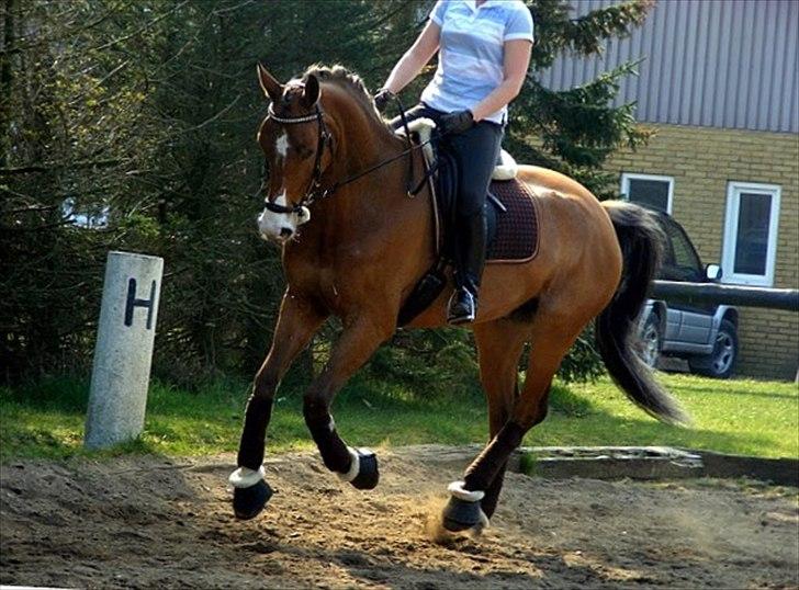 Anden særlig race Bækagers Louie - aflivet - inden træning billede 15