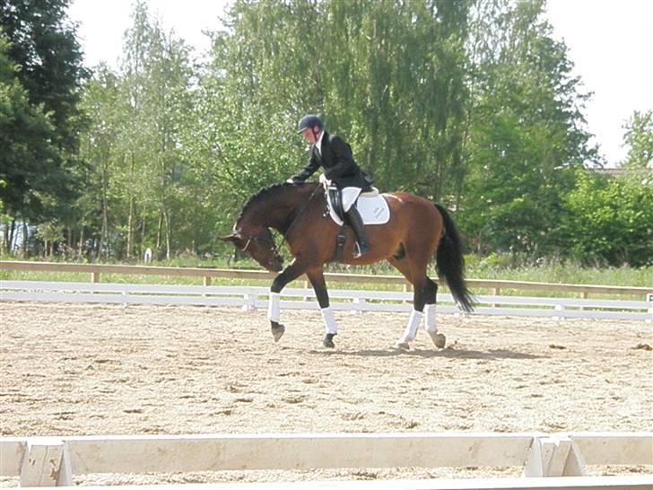 Oldenborg Aswan  - lige færdig med at ride han var bare så god billede 18