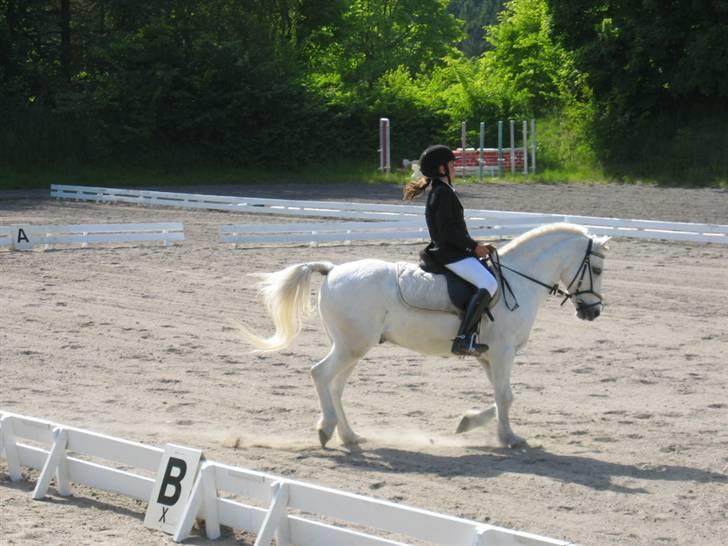 Welsh Mountain (sec A) Galantus *gl. passer* - han er så dejlig billede 19