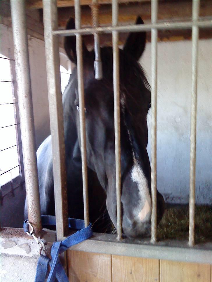 Welsh Cob (sec D) Hamlet *RIP* <3 - Hamlet inde i sin boks. For sidste gang jeg noglesinde ser ham igen. Farvel <3 billede 15