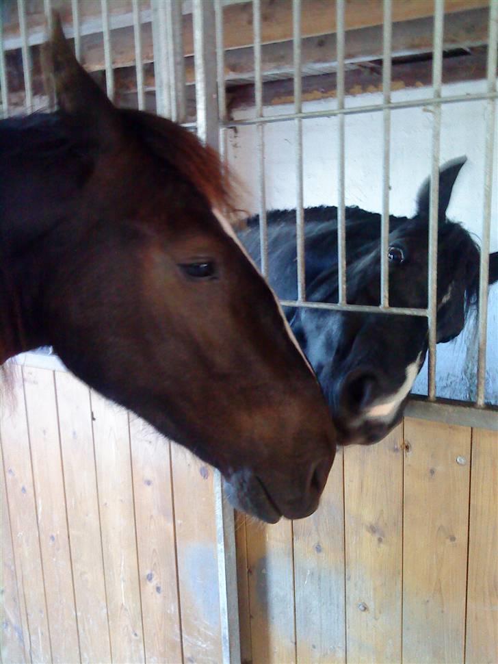 Welsh Cob (sec D) Hamlet *RIP* <3 - Følle kysser Hamlet. Sidste gang jeg så ham <3 :´( billede 16