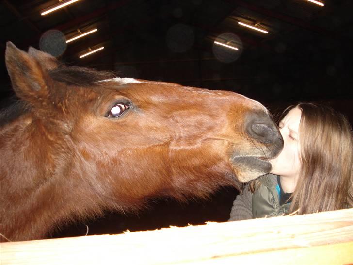 Traver | Skipper - R.I.P 14/1 09 - Velkommen til Skipper´s profil :D.. Dagen inden aflivning.. billede 1