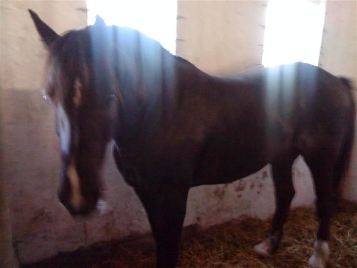 Welsh Cob (sec D) Hamlet *RIP* <3 - Hamlet i sin boks, sidste gang jeg så ham. <3 :´(  billede 17