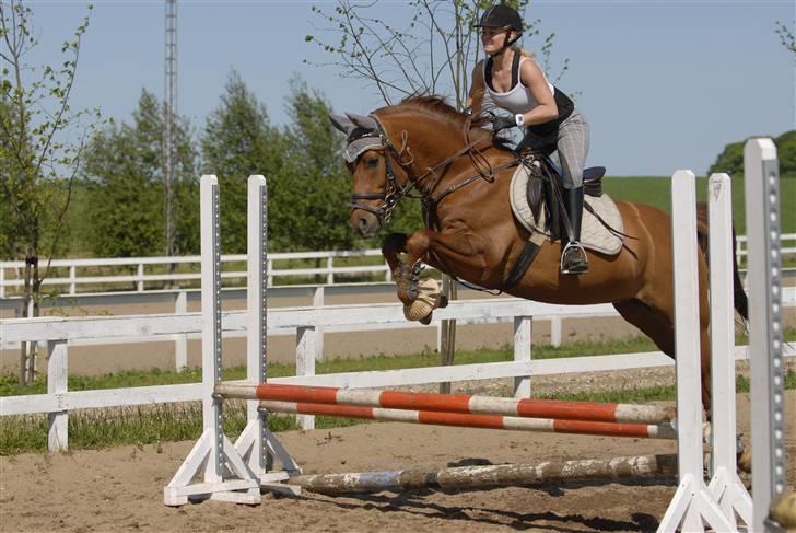 Arabisk fuldblod (OX) Ca Bonito billede 20