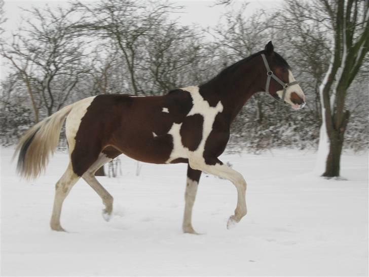 Pinto Nymarksgaards Montoya billede 12