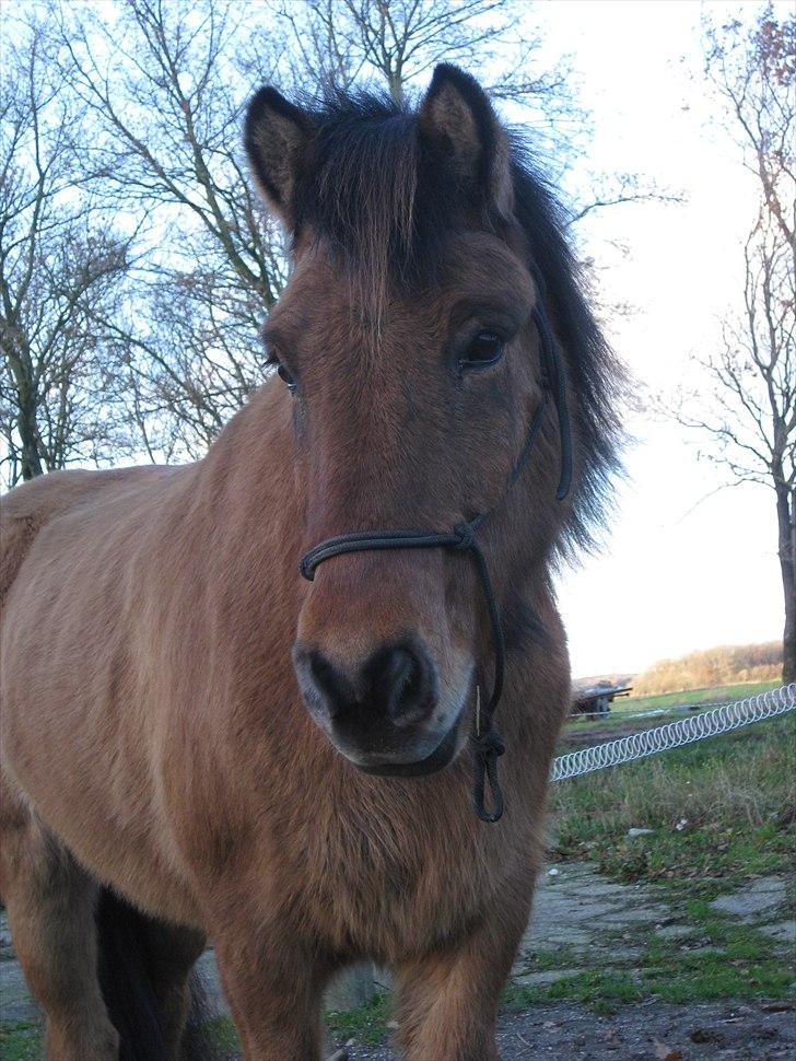Islænder Golnir fra Nr. Felding - 12. Golnir ! Foto: Mig billede 12