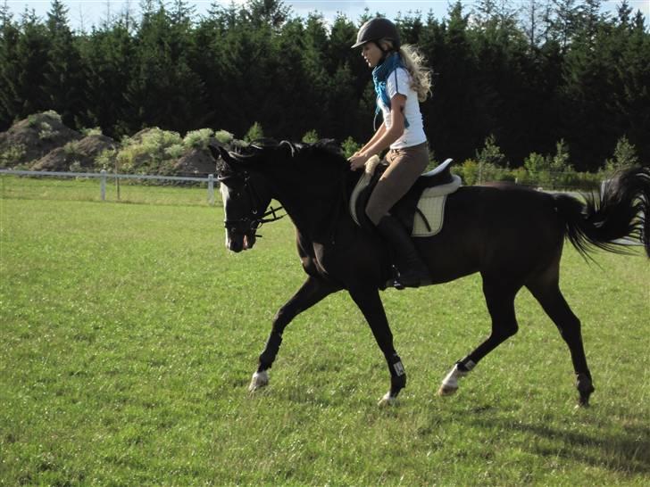 New Forest Heidi - Solgt - opvarmning til spring :D - Foto: Anne Krogh :b billede 20