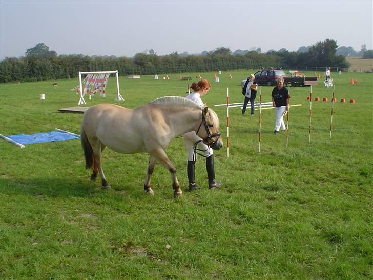 Fjordhest Dybdals Nikita billede 6