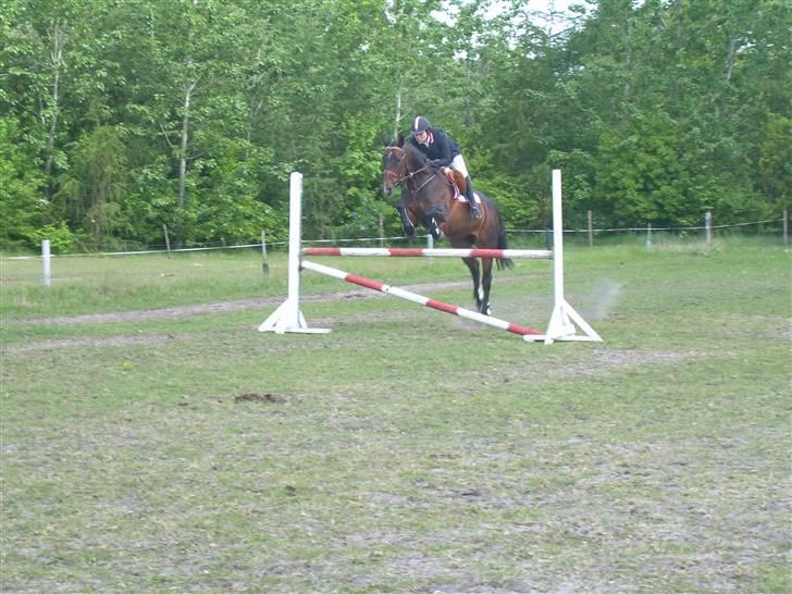 Anden særlig race Liberty - på opvarmning til Borrding stævnet. billede 3
