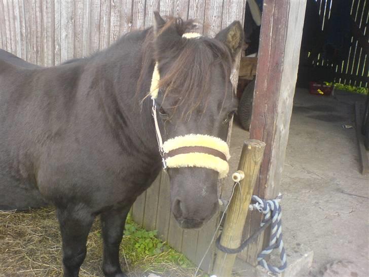 Anden særlig race Tarzan  - Min lille engel, jeg ved du løber rundt på de evige græsmarker, og kigger ned på mig ♥ billede 2