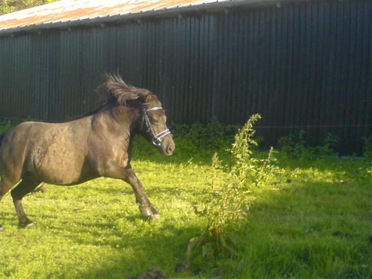 Anden særlig race Tarzan  - da du forlod denne jord, tog du mit hjerte med dig.  billede 3