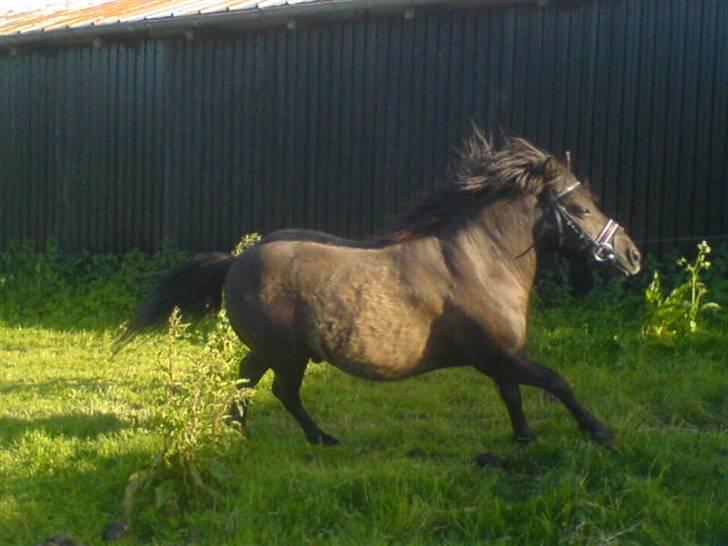 Anden særlig race Tarzan  - min lille dreng, der nu render rundt på de evige græsmarker som en lille glad vildbasse. :') ♥ billede 5