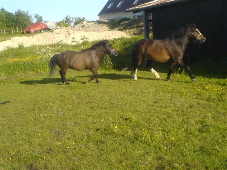 Anden særlig race Tarzan  - bedste venner ♥ billede 6