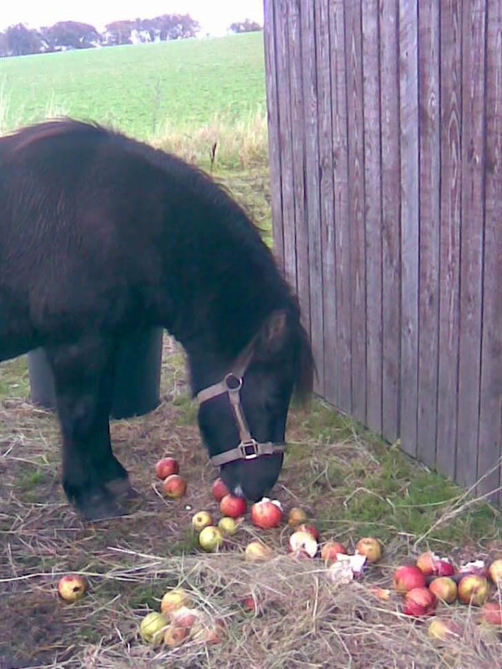 Anden særlig race Tarzan  - ♥ billede 7