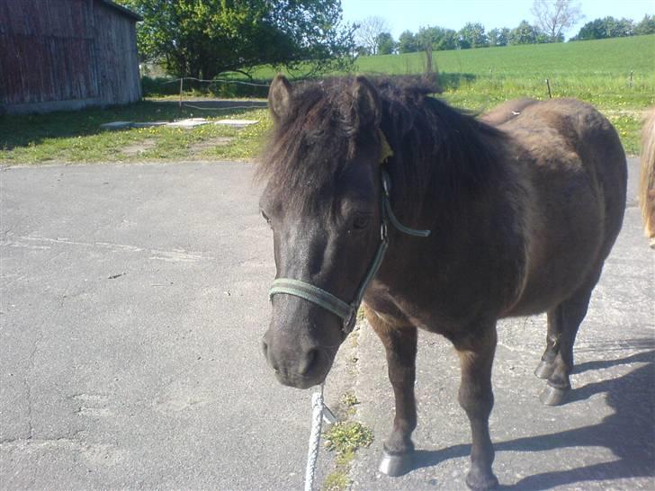Anden særlig race Tarzan  - min vildbasse! billede 8