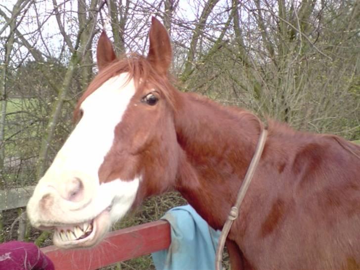 Anden særlig race Mistral (Baby) †22/9-08† - ©AM - med mobil | Bøv evt ? x) billede 4