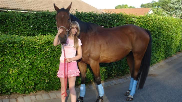 Fuldblod (XX) Tramal (Solgt) billede 7