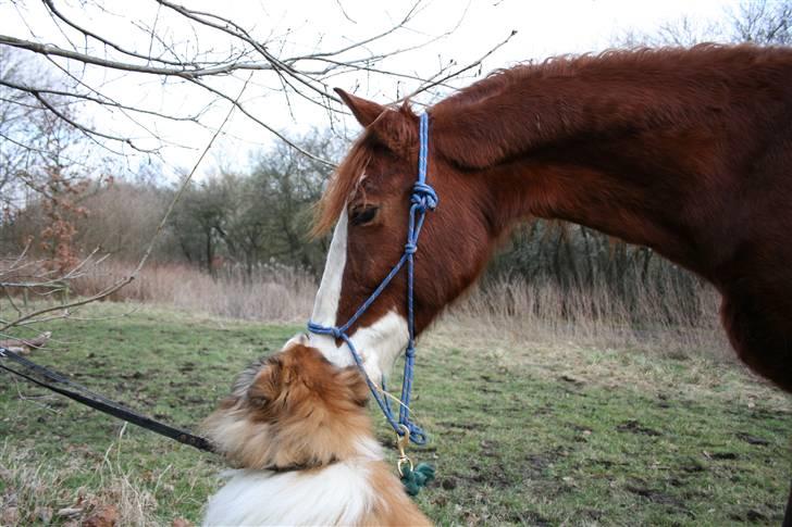 Anden særlig race Mistral (Baby) †22/9-08† - ©AM | Tico & Baby ( Se lige halsen ! ) billede 8