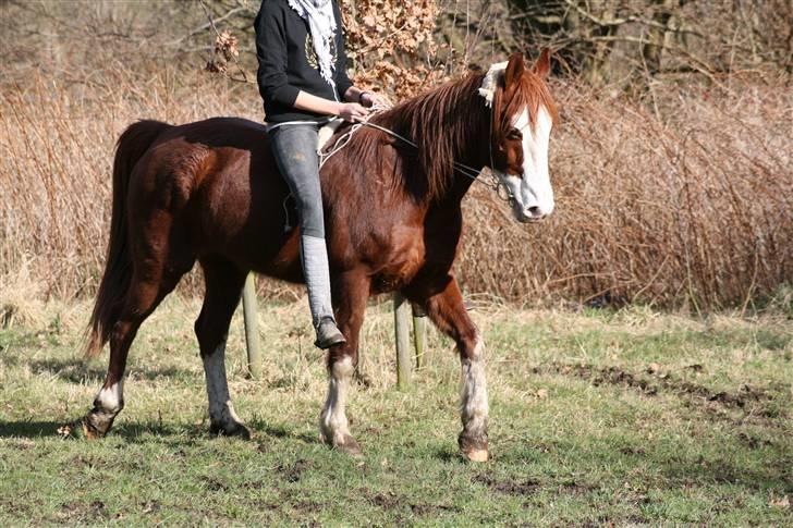 Anden særlig race Mistral (Baby) †22/9-08† - Foto: Chris | billede 11