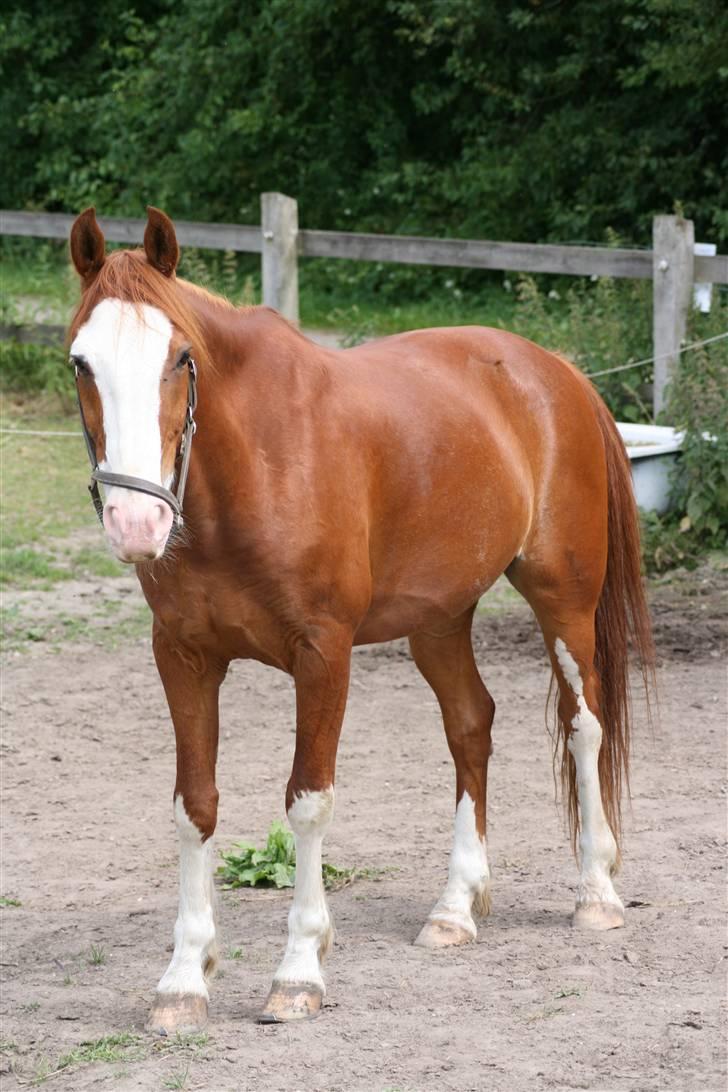 Anden særlig race Mistral (Baby) †22/9-08† - ©AM | En hest med fødderne plantet på jorden 8] billede 14