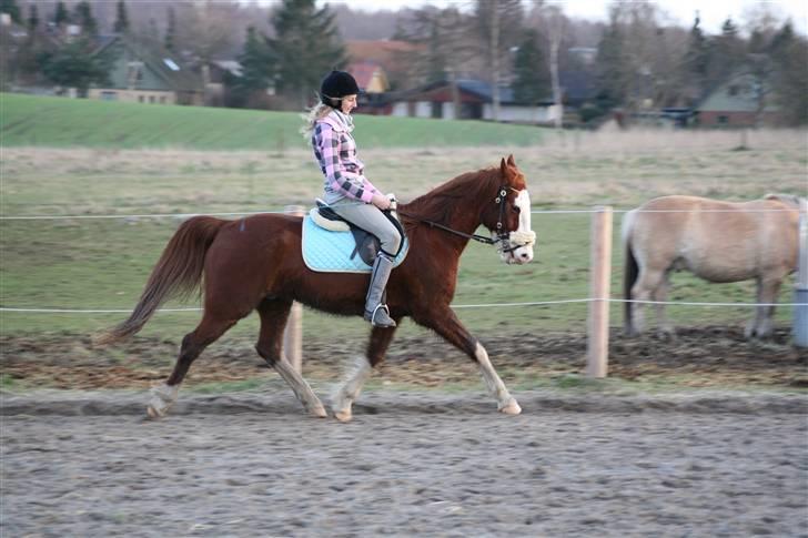 Anden særlig race Mistral (Baby) †22/9-08† - Foto: Jonas |  billede 17