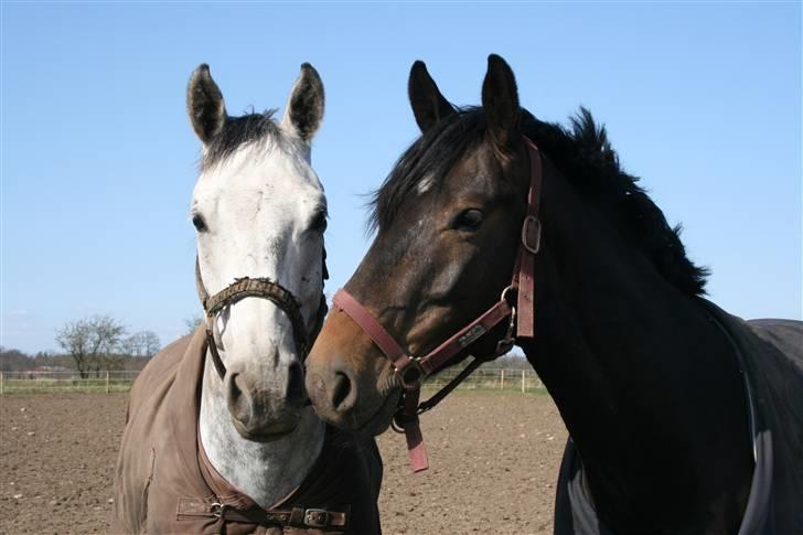 Dansk Varmblod Cantoná Skovvang *RIP* - canto og "lille skid" på folden, 08 billede 15
