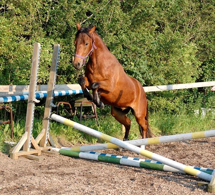 DSP BROWN COTTON NG - SOLGT - Første gang han løsspringer. Juli 2010 billede 3