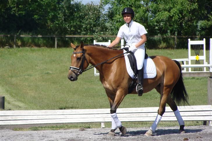 Hollandsk Sportspony Margriet - Solgt billede 5