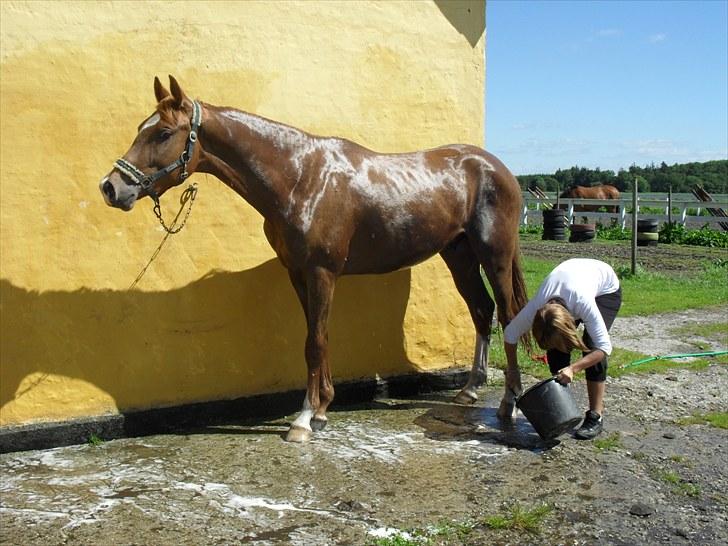 Dansk Varmblod Aalykkegaardens Ferrari - HaY velkommen til min profil.. Nyt 5/4-10 billede 1