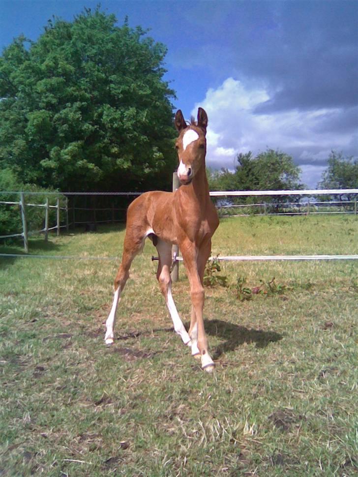 Dansk Varmblod Aalykkegaardens Ferrari - Hvor er jeg stor og flot nu.. hihi billede 2