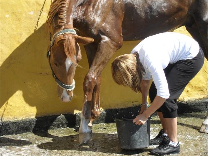 Dansk Varmblod Aalykkegaardens Ferrari - Nyt! Vi er lige ude og nyde solen.. billede 5