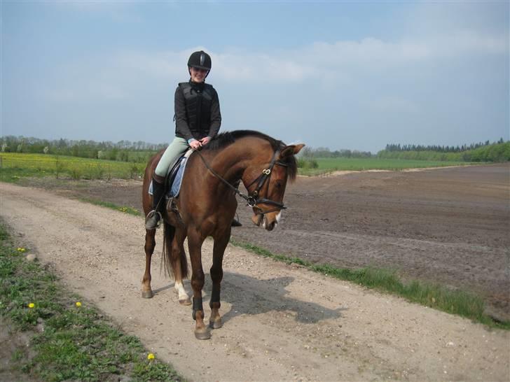 Sportsaraber (A) Shahs Poseidon Dihantho - Nu rider vi selv skovture i skridt og trav (april 2009) billede 3