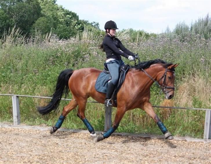 Anden særlig race Villiza RIP - dressur træning, juli 09 foto: mie billede 1