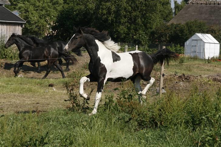 Barockpinto Angel af Pilevadgaard - 2/6-08 billede 7