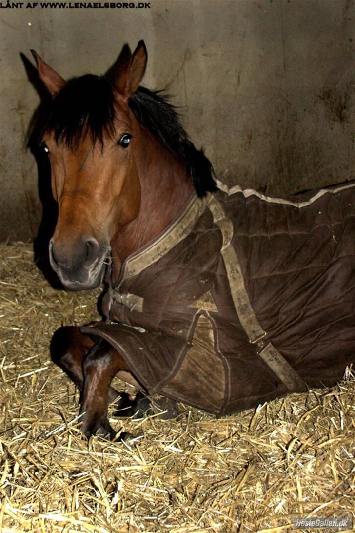 Anden særlig race Villiza RIP - gooodmorgen smukke :) billede 2